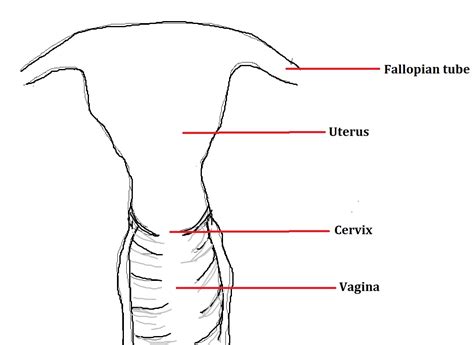 vagina real|Vagina: Definition, Anatomy, Function, Diagram, and Conditions.